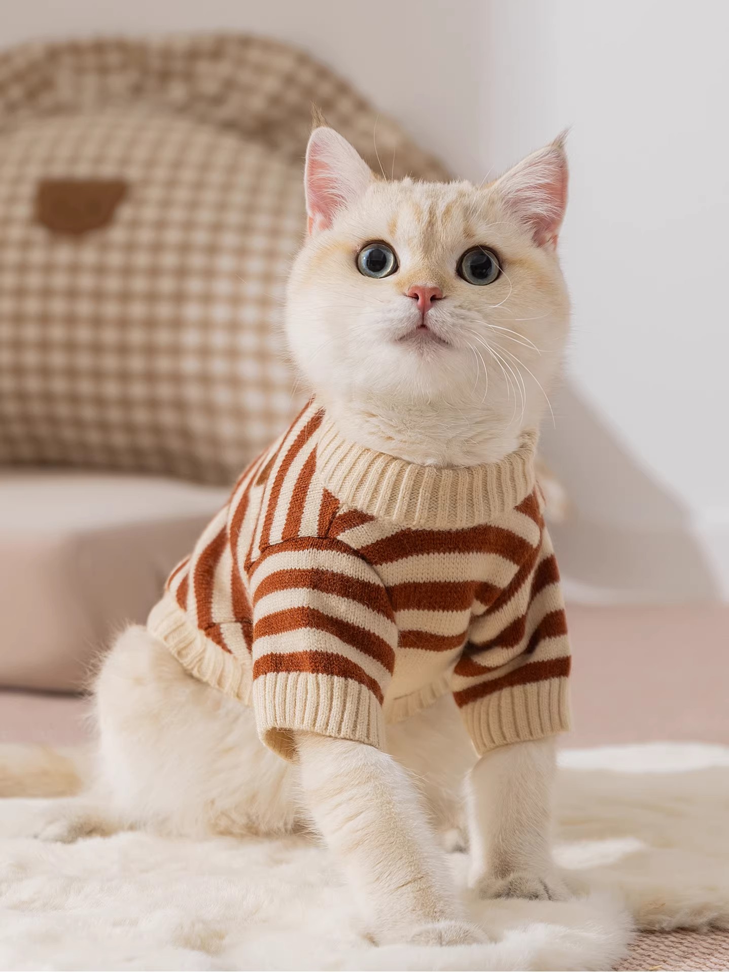 貓咪衣服保暖毛衣秋冬絨衣小貓的防掉毛家居服防著涼柔軟舒適馬甲