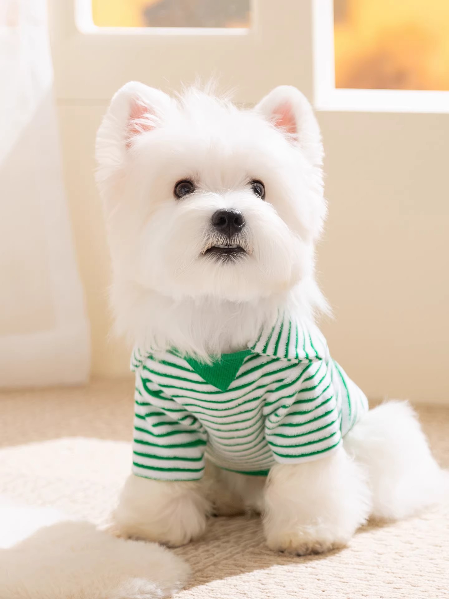 跨境嬉皮狗小狗狗衣服幼犬比熊泰迪雪納瑞中小型犬春秋裝寵物絨衣