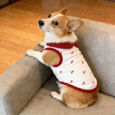 批发狗狗<b class='q'>衣服</b>春秋款翻领超萌樱桃印花舒适背心中型犬柯基柴犬