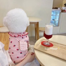 批发跨境宠物打底衫泰迪比熊贵宾小型犬<b class='q'>衣服</b>幼猫猫咪春秋新款服装