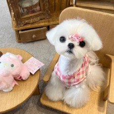 批发跨境宠物玫红色格子背心亲肤马尔济斯西施犬约克夏比熊雪纳瑞<b class='q'>衣服</b>