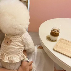 批发跨境ins宠物<b class='q'>衣服</b>小熊花边格子背心春秋夏季泰迪比熊中小型犬