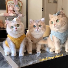 批发宠物衣服加绒加厚比熊奶猫雪纳瑞泰迪狗狗防掉毛猫咪仿羊羔绒背心